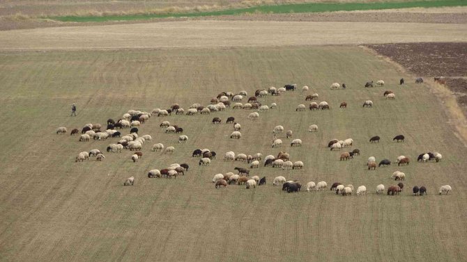 Muş Ovası’ndan Kışlaklara Dönüş Hazırlığı