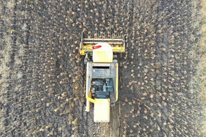 Kars’ta Yağlık Ayçiçeği Hasadı Başladı