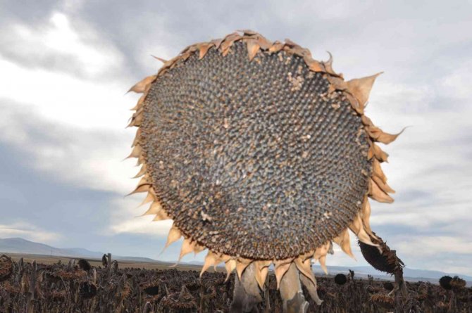 Kars’ta Yağlık Ayçiçeği Hasadı Başladı