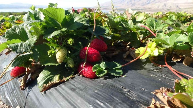 Kırmızı Elmas ‘Çilek’ Sarı Altın ‘Kayısıya’ Rakip Oldu