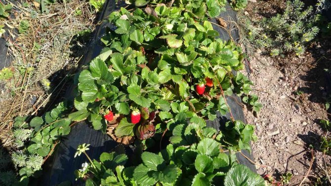 Kırmızı Elmas ‘Çilek’ Sarı Altın ‘Kayısıya’ Rakip Oldu