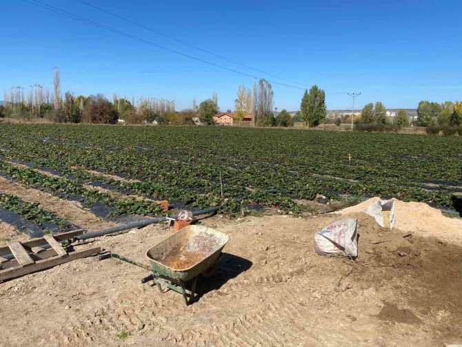 Müdür Özçalık, Çilek Yetiştiriciliği Proje Sahasında İncelemelerde Bulundu
