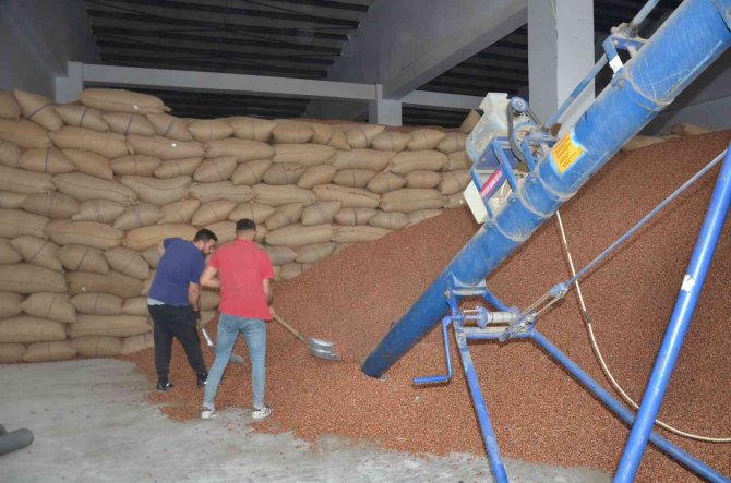 Tmo’nun Fındık Alımı, Ordulu Üreticileri Memnun Ediyor