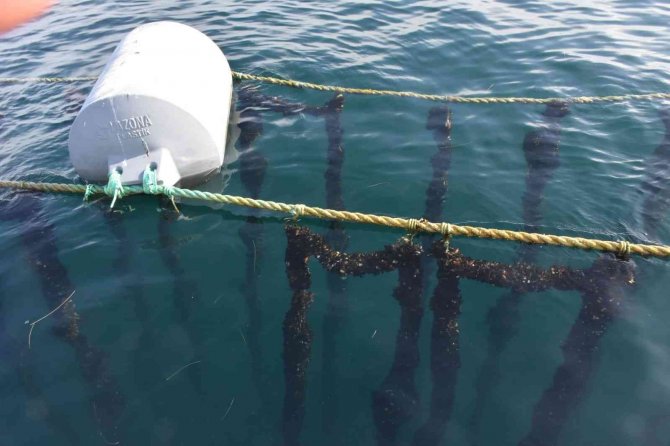 Karadeniz’de İlk Defa Midye Yetiştiriciliği Sinop’ta Başladı