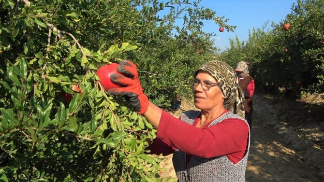 Denizli Narının Avrupa’ya İhracat Yolculuğu Başladı