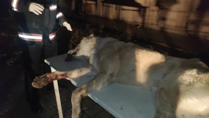 Kafası Demir Korkuluklara Sıkışan Köpeği İtfaiye Kurtardı