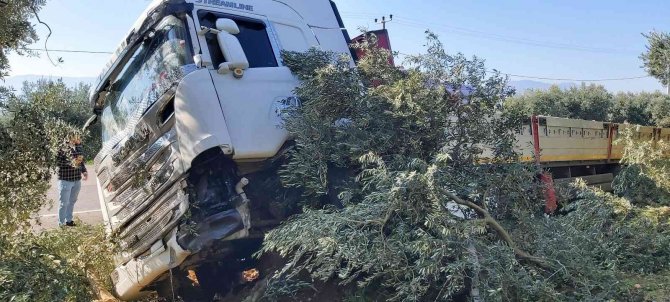 Uyuyan Şoför Zeytinliğe Daldı