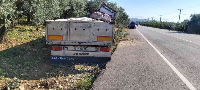 Uyuyan Şoför Zeytinliğe Daldı