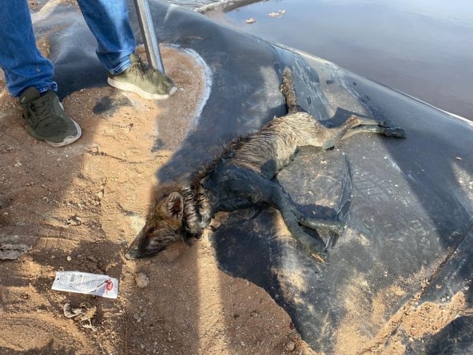 Gübre Havuzuna Düşen “Leblebi” Doğaya Salındı