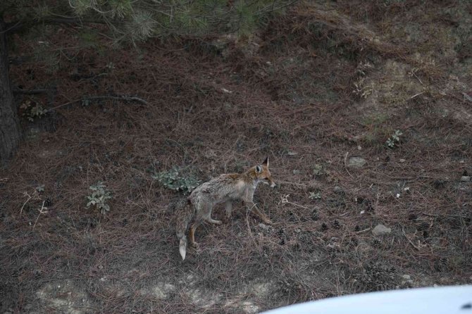 Gübre Havuzuna Düşen “Leblebi” Doğaya Salındı