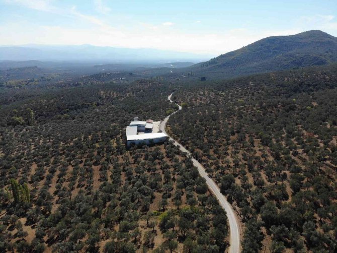 Zeytinyağı Alırken Aldanmayın