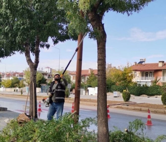 Elazığ Belediyesinden Ağaç Budama Çalışması