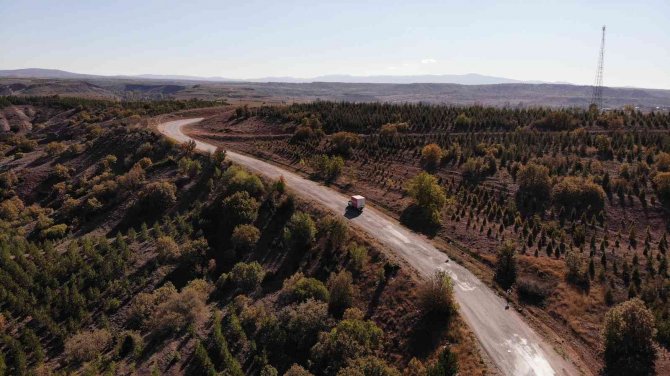Kışa Hazırlanan Ağaçlar Renk Cümbüşü Oluşturdu