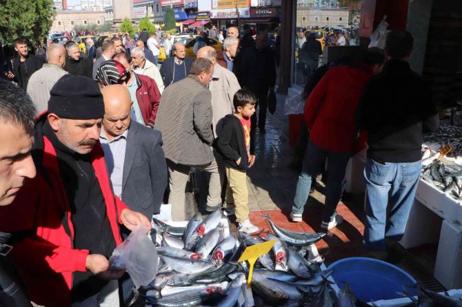 Palamut Bereketi Devam Ediyor: 3 Tanesi 90 Tl