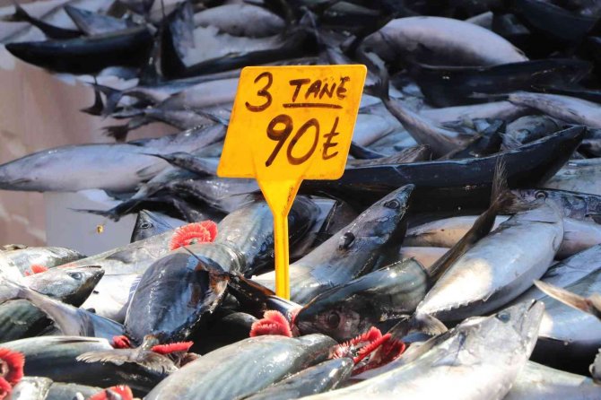 Palamut Bereketi Devam Ediyor: 3 Tanesi 90 Tl