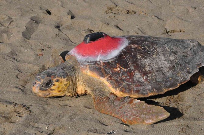 Deniz Kaplumbağaları Özgürlüğe Kulaç Attı