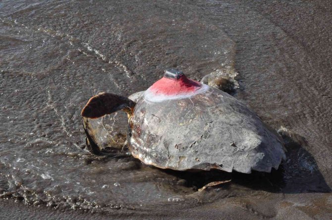 Deniz Kaplumbağaları Özgürlüğe Kulaç Attı