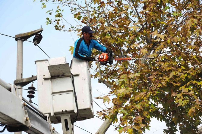 Araç Trafiği İçin Risk Oluşturan Ağaçlar Budanıyor