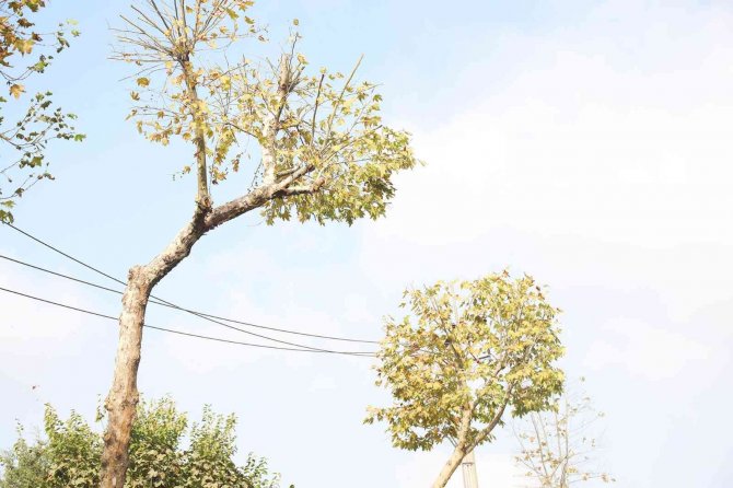 Araç Trafiği İçin Risk Oluşturan Ağaçlar Budanıyor