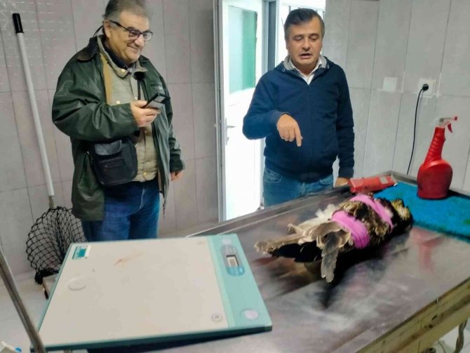 Suya Dalabilen Tek Yırtıcı Kuşu Denizi Olmayan Bilecik’te Avcılar Vurdu