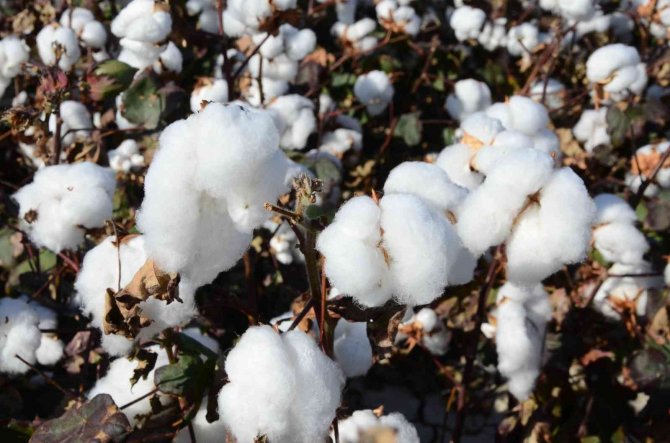 Denizli’de Beyaz Altın Hasadı Devam Ediyor