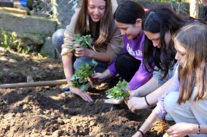 Üretimin Önemini Anlatmak İçin Öğrencilere Tarlada Uygulama Çilek Diktirildi