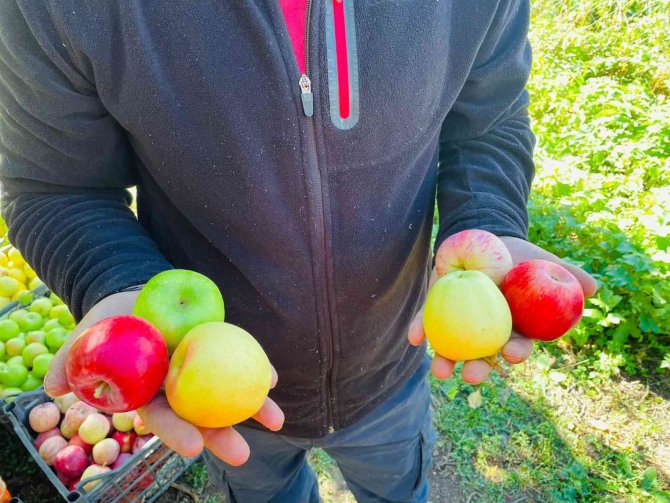 Tatvan’da Elma Hasadı