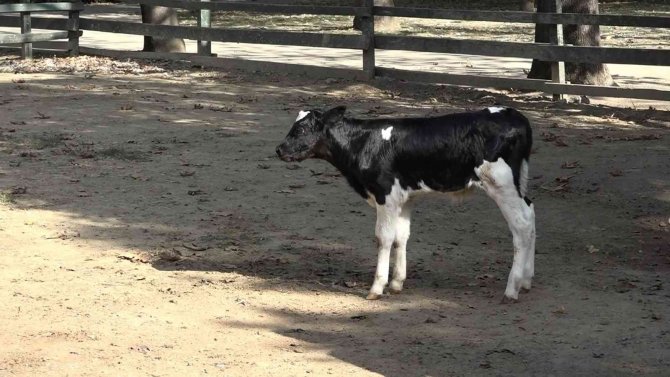 Bursa Zoo’nun Yeni Üyesinin İsmini Hayvanseverler Koydu