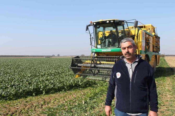 Türkiye’nin Ispanak İhtiyacının Dörtte Birini Bursa Karşılıyor