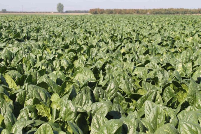 Türkiye’nin Ispanak İhtiyacının Dörtte Birini Bursa Karşılıyor