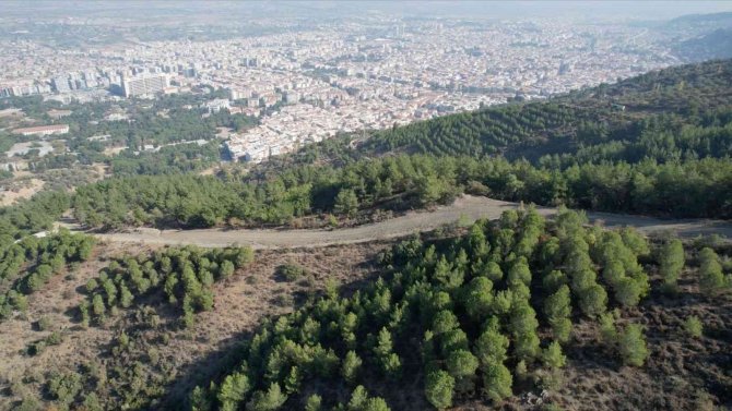 Manisa’da 19 Yıl Önce Yanan Orman Yeniden Yeşile Kavuştu
