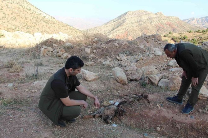Kırmızı Kategoride Yer Alıyordu, Ölü Bulundu