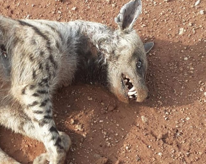 Kırmızı Kategoride Yer Alıyordu, Ölü Bulundu