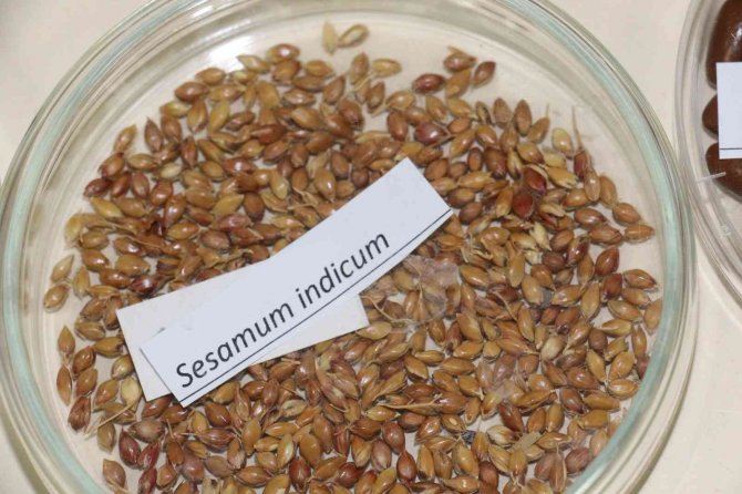 Türk Tarımının Geleceği Güvence Altına Alınıyor