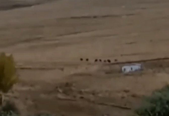 Van’ın İki Farklı İlçesinde Ayı Ve Yaban Domuzu Görüntülendi