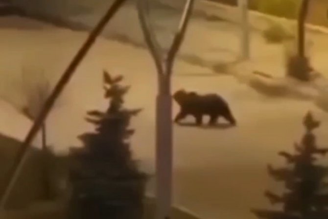 Van’ın İki Farklı İlçesinde Ayı Ve Yaban Domuzu Görüntülendi