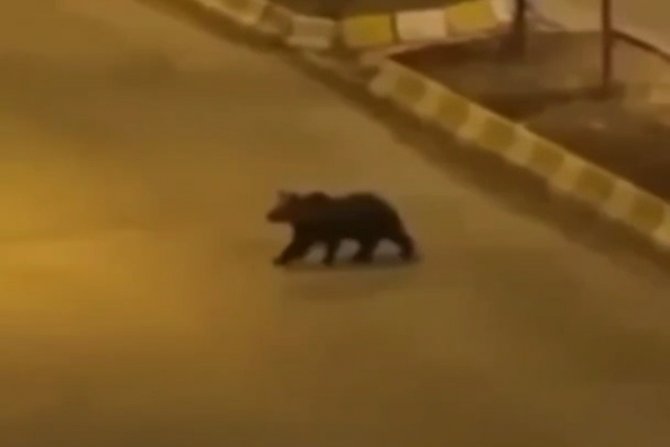 Van’ın İki Farklı İlçesinde Ayı Ve Yaban Domuzu Görüntülendi