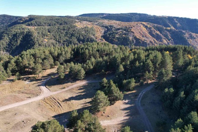 Sonbaharda Karagöl Jeositi’nde Sarı İle Yeşilin Her Tonu Hayran Bıraktı