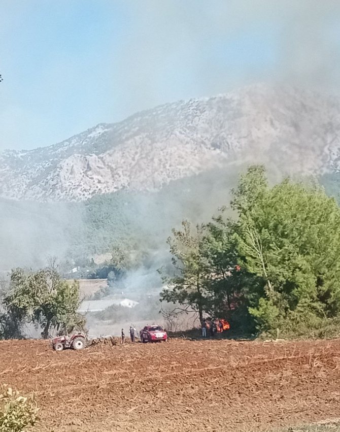 Antalya’da Zeytinlikte Yangın