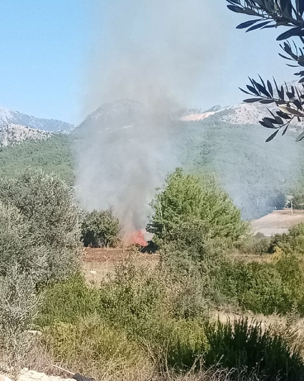 Antalya’da Zeytinlikte Yangın