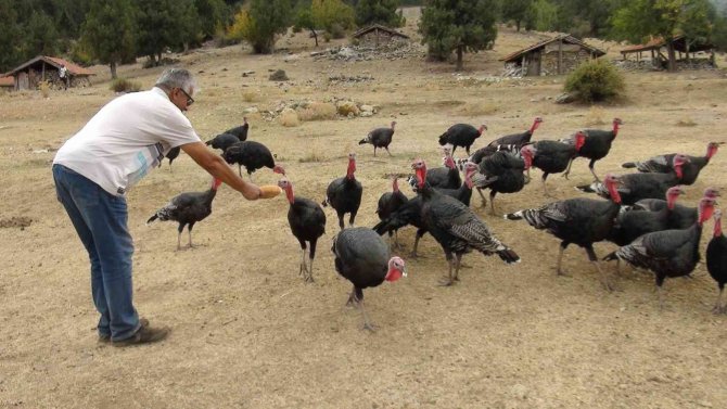 Çekirge İle Mücadele İçin Salınan Hindiler Turistlerin İlgi Odağı Oldu