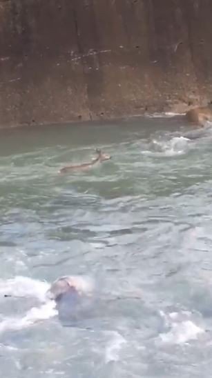 Artvin’de Dereye Düşen Karaca Görüntülendi