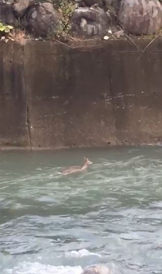 Artvin’de Dereye Düşen Karaca Görüntülendi