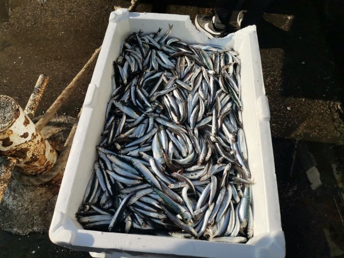 Palamut Gitti O Geldi! Bandırma’da Hamsi Akını