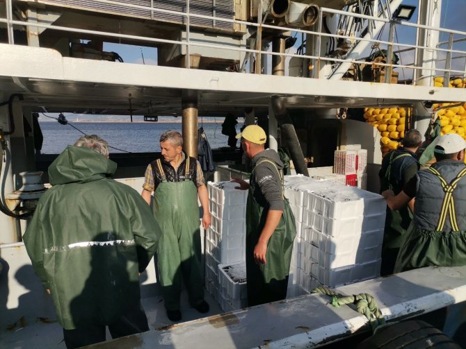Palamut Gitti O Geldi! Bandırma’da Hamsi Akını