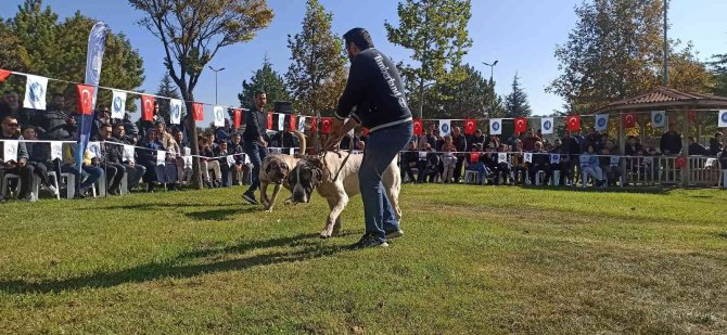 Türk Çoban Köpekleri Podyuma Çıktı