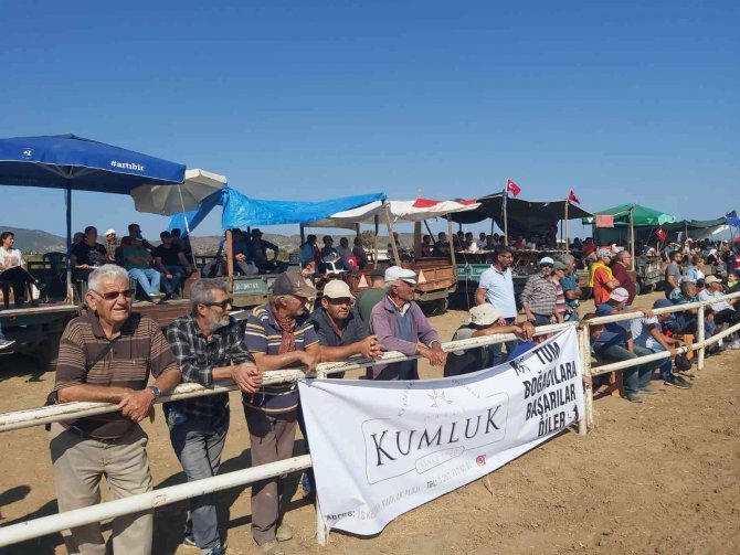 Datça’da Boğa Güreşleri Nefes Kesti