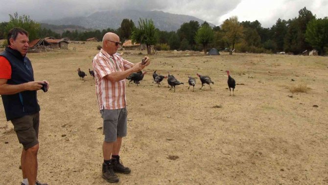 Çekirge İle Mücadele İçin Salınan Hindiler Turistlerin İlgi Odağı Oldu