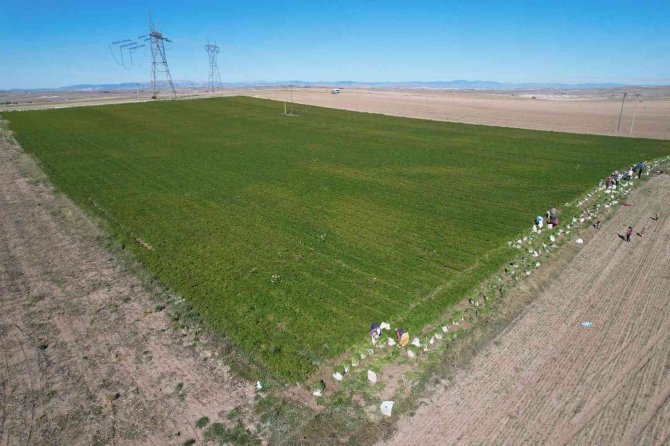 Havucun Başkenti Beypazarı’nda Hasat Başladı
