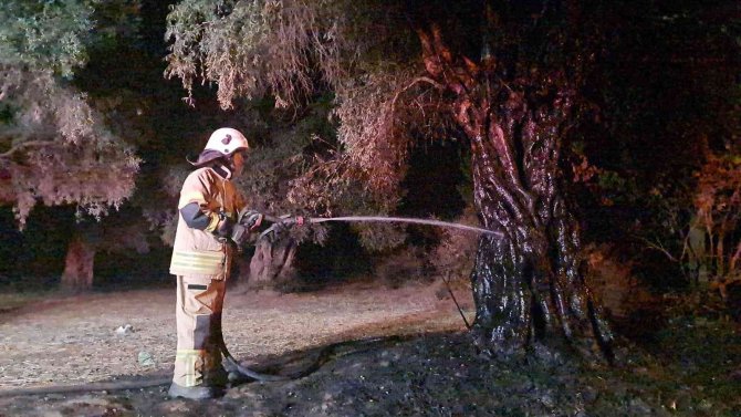 Zeytin Ağaçlarının Yakılmasının Ardından Nöbet Tutan Köylüler Rahat Bir Gece Geçirdi